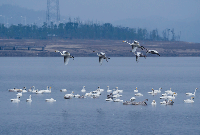 ������(�й���)�ٷ���վ-App Store